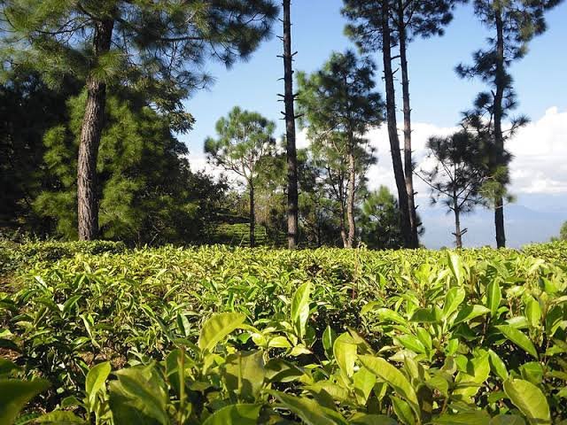 Tea Garden